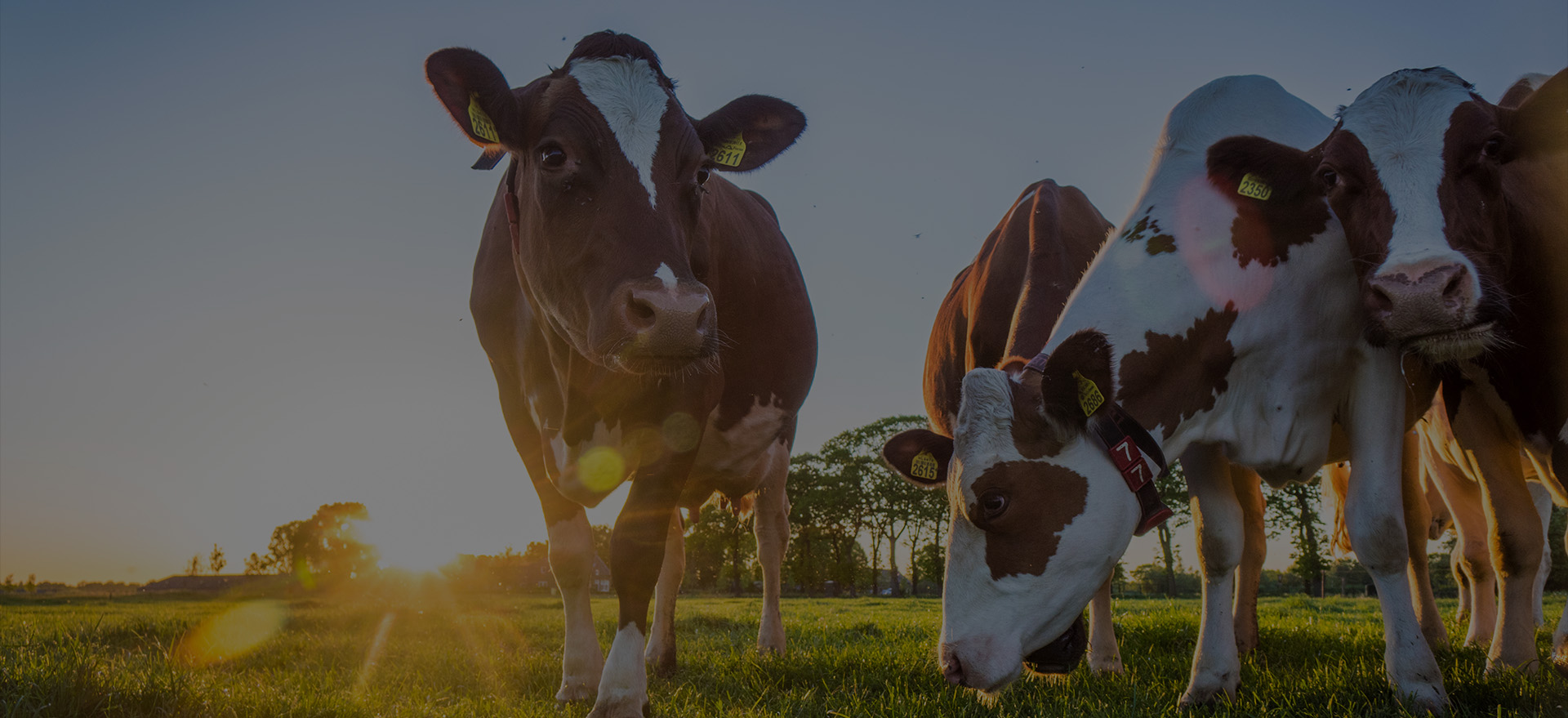 Dr. Moo Ltd.